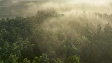 Ormanda sisli bir sabah - hava görüntüleri