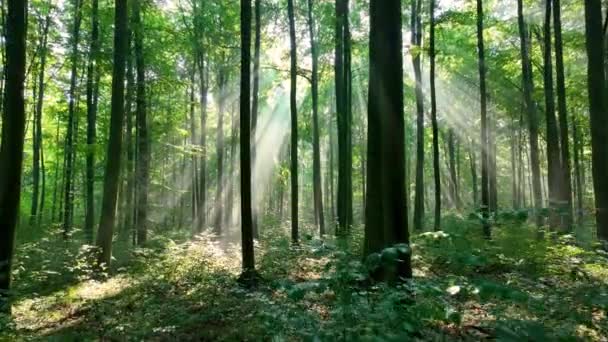 Schönes Sonnenlicht Grünen Wald Stock-Filmmaterial