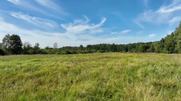夏の間の青空と緑の牧草地 — ストック動画