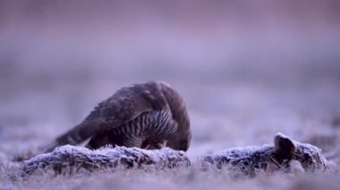 Kuzey atmaca kuşu (Accipiter gentilis )