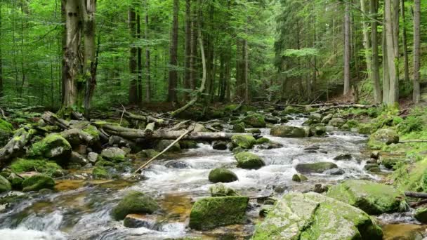 緑の森の中の小さな川 ロイヤリティフリーストック映像