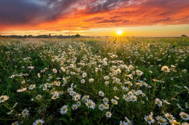 Vahşi çiçeklerin üzerinde güzel bir yaz gündoğumu.