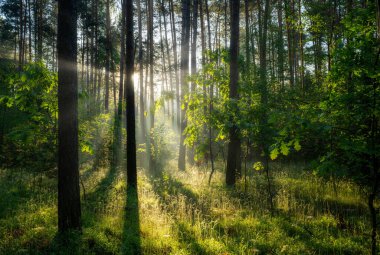 Yeşil ormanda güneşli güzel bir sabah