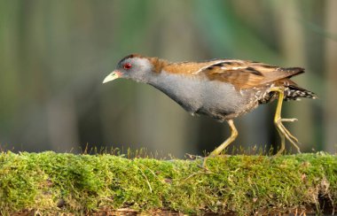 Küçük crake kuşu (Porzana parva )