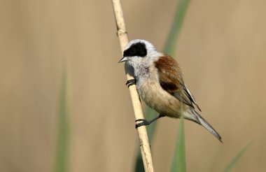 Penduline tit ( Rmiz pendulinus ) - male