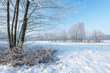 Güzel bir kış günü Ağaç donuyla kaplı ağaçlarla