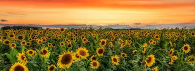 ayçiçekleri alanı üzerinde güzel gün batımı