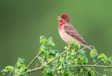 Genel gül ağacı (carpodacus erythrinus) erkek
