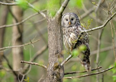 Bahar ormanında Ural baykuşu (Strix uralensis)