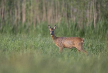 Roe geyiği dişi (Capreolus capreolus )