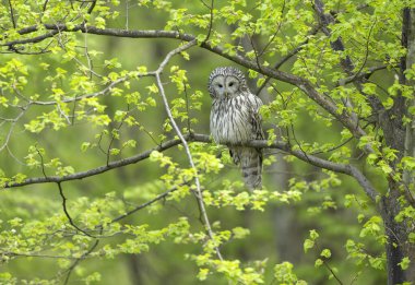 Bahar ormanında Ural baykuşu (Strix uralensis)