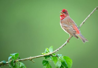 Genel gül ağacı (carpodacus erythrinus) erkek