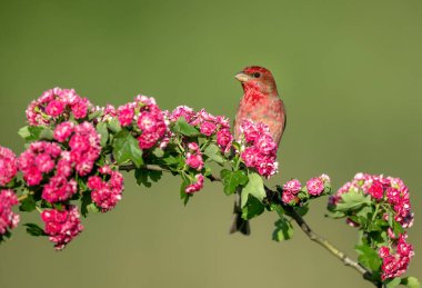 Genel gül ağacı (carpodacus erythrinus) erkek