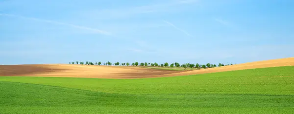 Schöner Sommertag Über Grünen Feldern Vor Blauem Bewölkten Himmel — Stockfoto