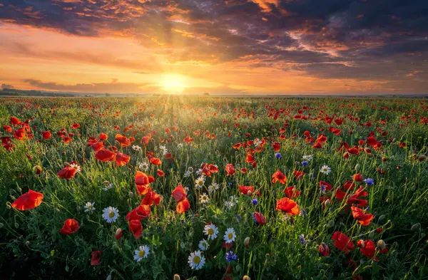 Schöner Sommersonnenaufgang Über Wildblumenwiese — Stockfoto