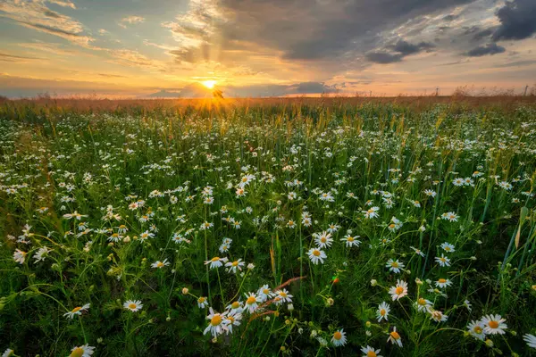 Beautiful Summer Sunrise Camomile Flowers Meadow — Stock Photo, Image