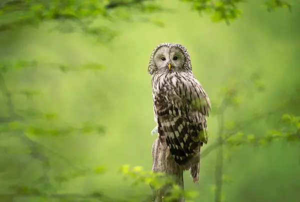 Ural Owl Strix Uralensis Весеннем Лесу — стоковое фото