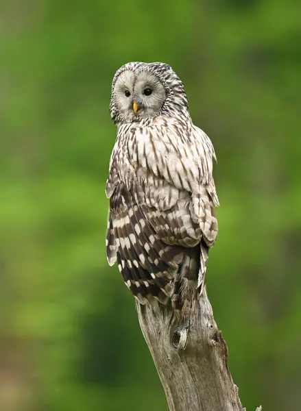 Ural Owl Strix Uralensis Spring Forest — Stock Photo, Image