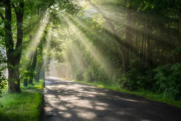 緑の木の通りで美しい日光 — ストック写真