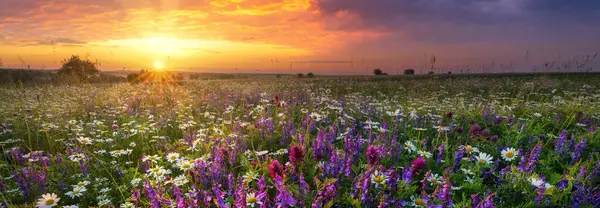 Hermoso Amanecer Verano Sobre Prado Flores Silvestres — Foto de Stock