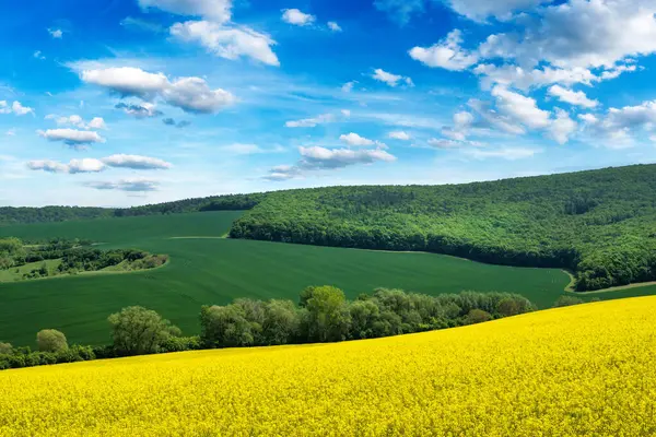Krásná Jarní Krajina Řepným Polem Modrou Oblohou — Stock fotografie