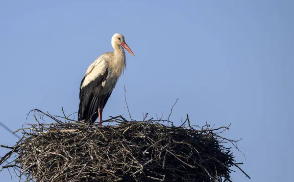 White Stork Bird Nest Ciconia Ciconia — Stock Photo, Image