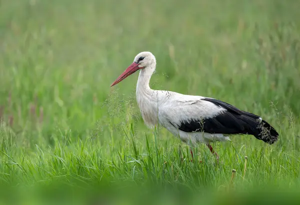 stock image White stork bird ( Ciconia ciconia )