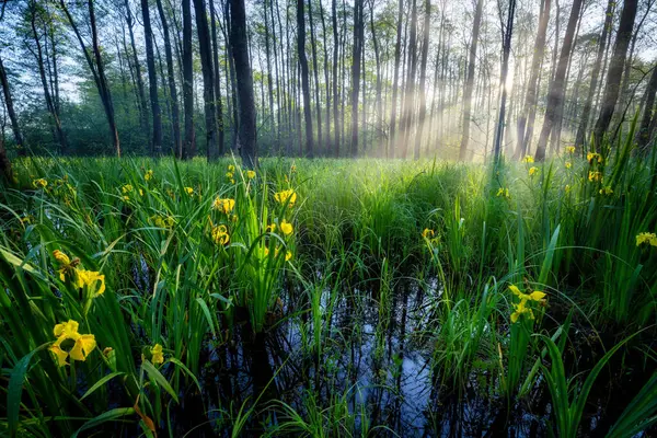 Grüne Pflanzen Und Blumen Wald Sonnenlicht — Stockfoto