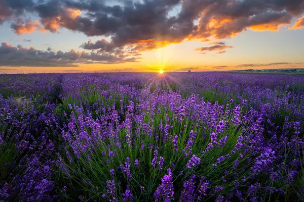 Schöner Sommersonnenuntergang Über Dem Lavendelfeld lizenzfreie Stockfotos