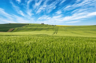 Mavi bulutlu gökyüzüne karşı yeşil tarlalar üzerinde güzel bir yaz günü