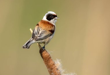 Penduline tit ( Remiz pendulinus ) - male