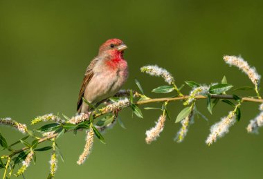 Genel gül ağacı (carpodacus erythrinus) erkek