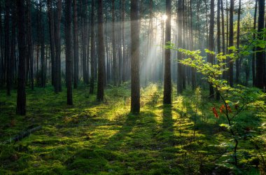 Beautiful sunny morning in the green forest