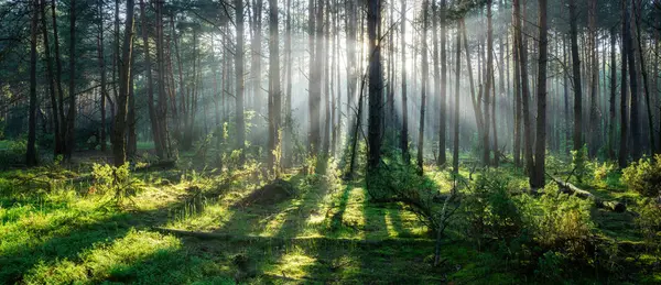 Beautiful Sunny Morning Green Forest — Foto Stock