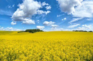 Güzel bahar manzarası tecavüz tarlası ve mavi gökyüzü