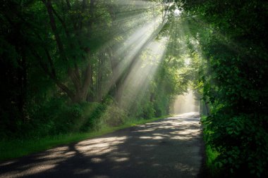 Yeşil ağaçlardan oluşan güzel güneş ışınları