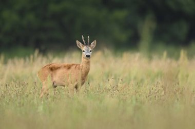 Roe geyiği erkek (Capreolus capreolus )
