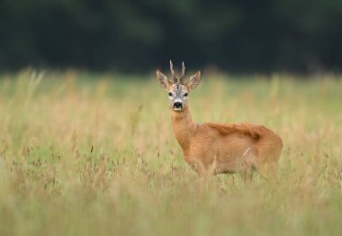 Roe geyiği erkek (Capreolus capreolus )