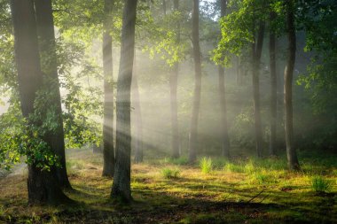 Yeşil ormanda güneşli güzel bir sabah