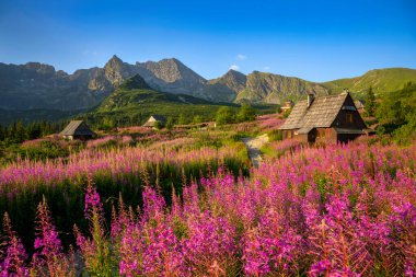 Dağlarda güzel bir yaz sabahı. Hala Gasienicowa Polonya 'da. Tatras