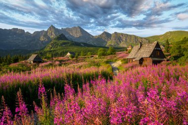 Güzel bir yaz sabahı dağlarda - Polonya 'da Hala Gasienicowa - Tatras