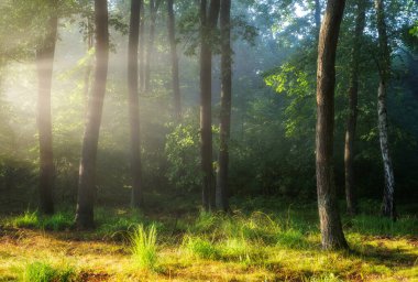 Beautiful sunny morning in the green forest