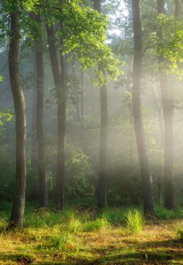 Beautiful sunny morning in the green forest