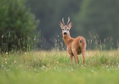 Roe geyiği erkek (Capreolus capreolus )