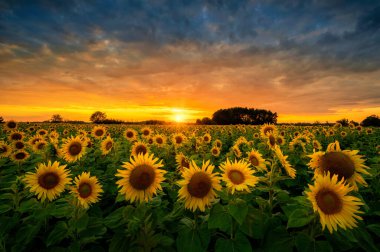 ayçiçekleri alanı üzerinde güzel gün batımı