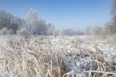 Güzel bir kış günü Ağaç donuyla kaplı ağaçlarla