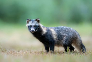 Yaygın rakun köpeği (Nyctereutes viverrinus )