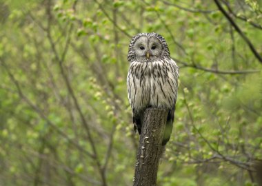 Bahar ormanında Ural baykuşu (Strix uralensis)