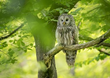 Bahar ormanında Ural baykuşu (Strix uralensis)