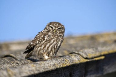 Küçük baykuş (Athene noctua) yakın çekim